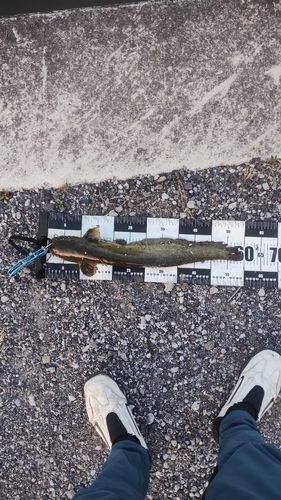 マナマズの釣果