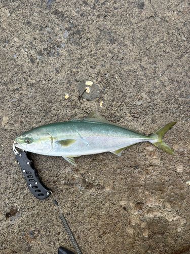 イナダの釣果