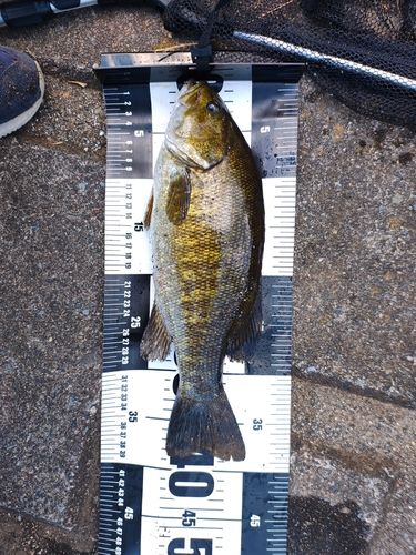 スモールマウスバス