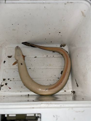 ウナギの釣果