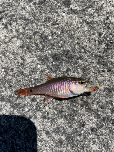 イシモチの釣果