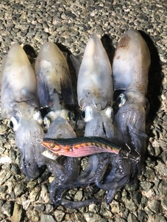 マメイカの釣果