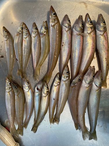 キスの釣果