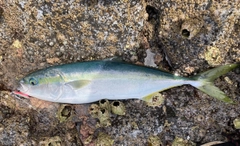 ガンドの釣果