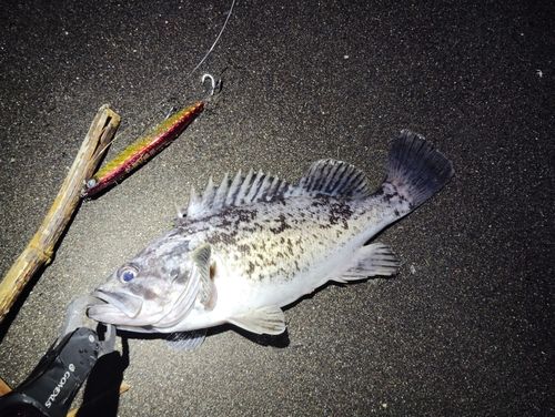 クロソイの釣果