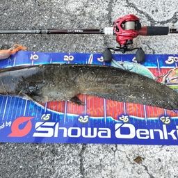 マナマズ
