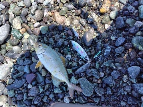 ショゴの釣果