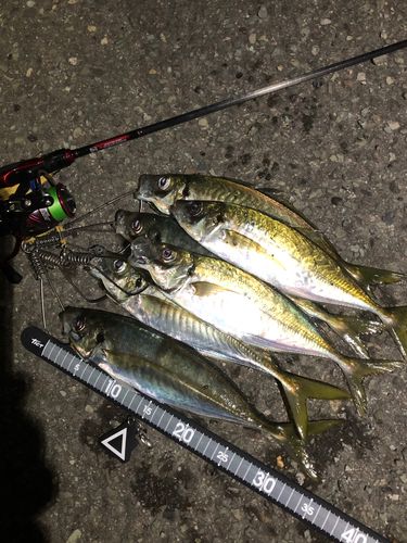 アジの釣果