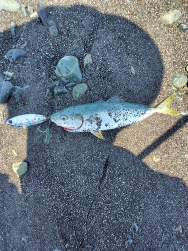 ワカシの釣果