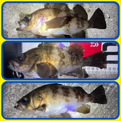 メバルの釣果