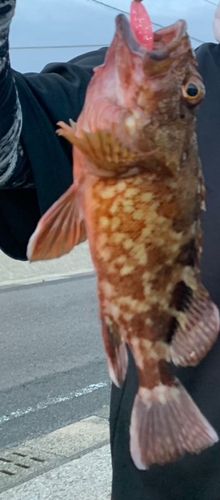 アラカブの釣果