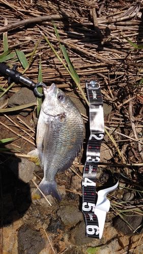 キビレの釣果