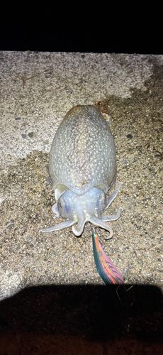 コウイカの釣果