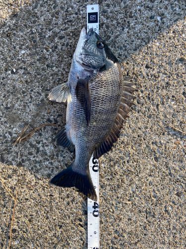 クロダイの釣果