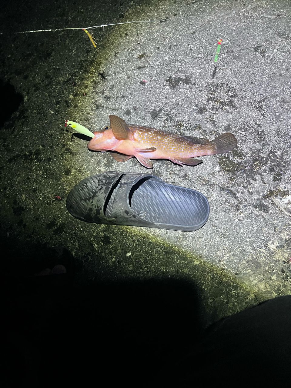 Maru Kunさんの釣果 1枚目の画像