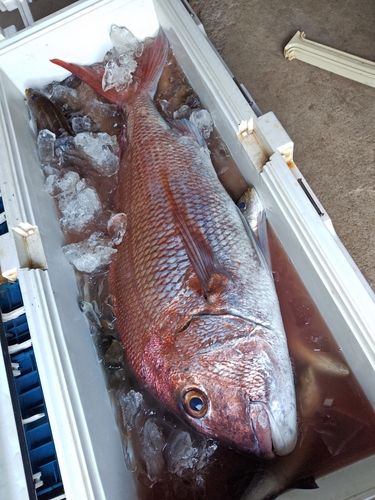 釣果