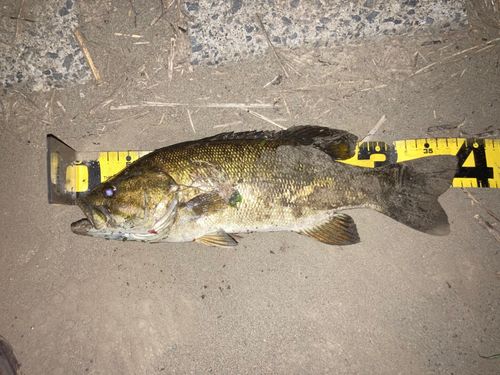 スモールマウスバスの釣果