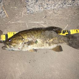 スモールマウスバス