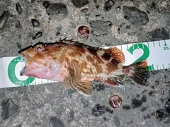 ガシラの釣果