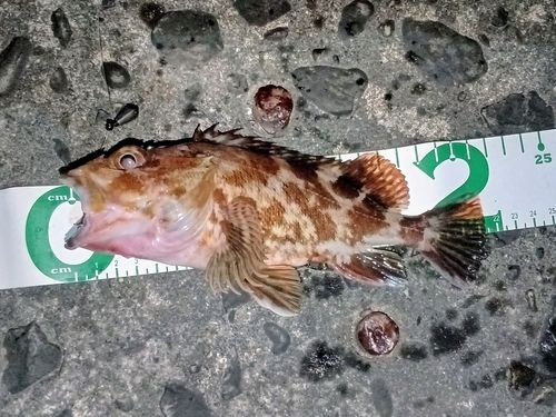 ガシラの釣果