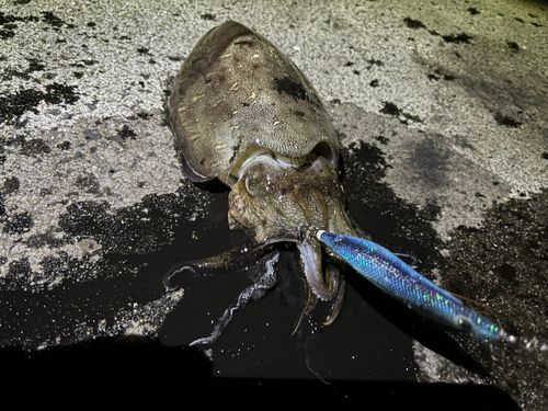 モンゴウイカの釣果