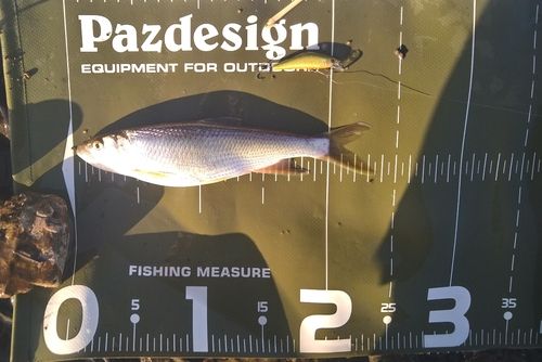 ハスの釣果