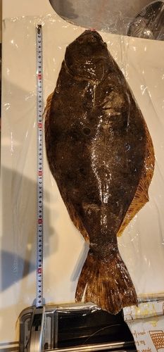 ヒラメの釣果