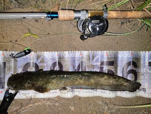 ナマズの釣果