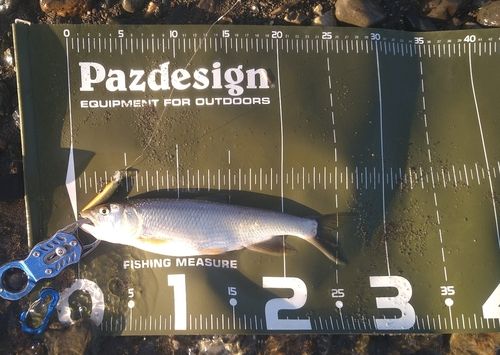 ハスの釣果