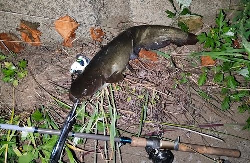 ナマズの釣果