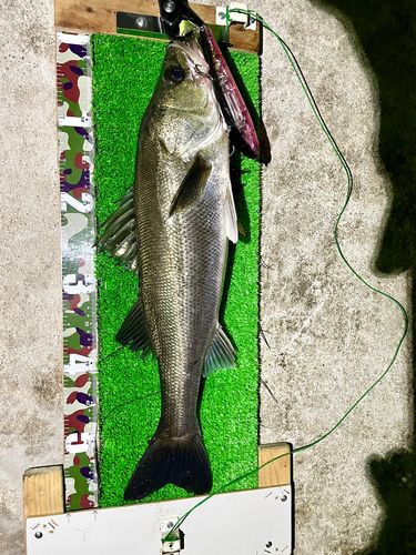 シーバスの釣果