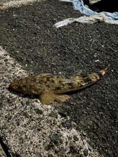 マゴチの釣果