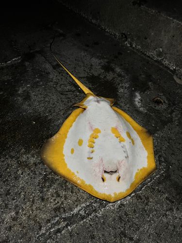 アカエイの釣果