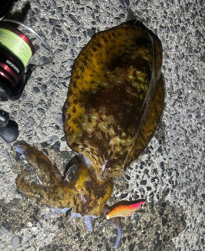アオリイカの釣果