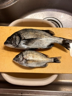チヌの釣果