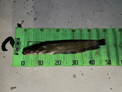 ナマズの釣果