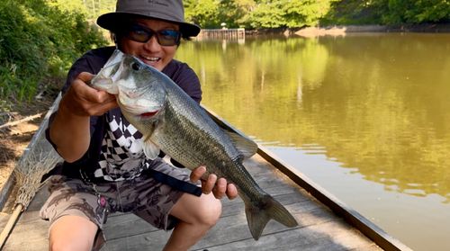 ブラックバスの釣果