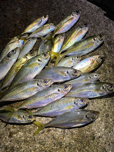 アジの釣果
