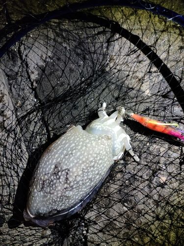 コウイカの釣果