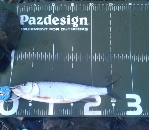ハスの釣果