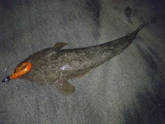 マゴチの釣果