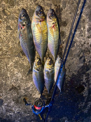 アジの釣果