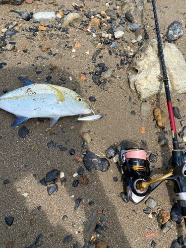 カスミアジの釣果