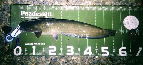 マナマズの釣果