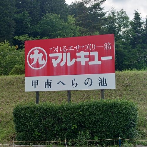 ヘラブナの釣果