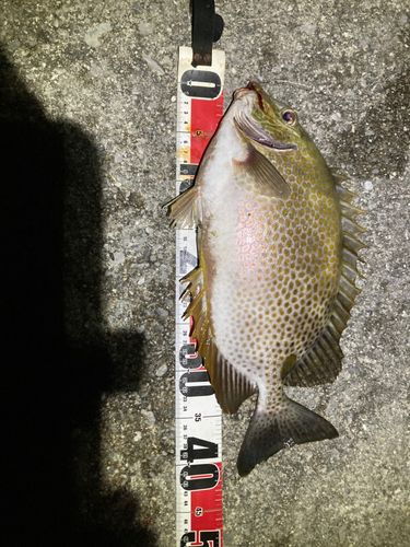 カーエーの釣果