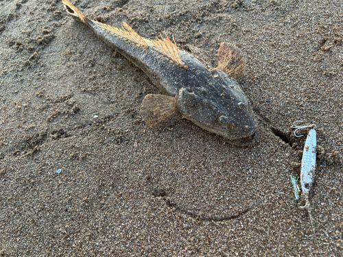 マゴチの釣果