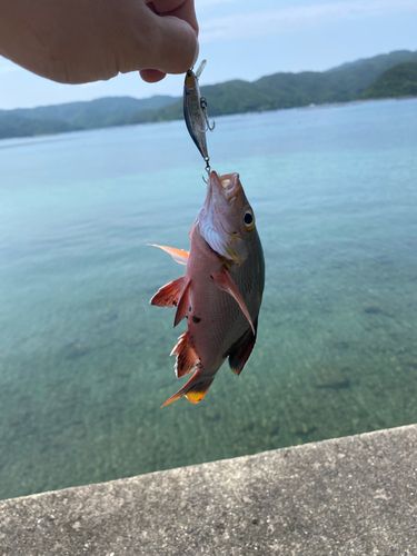 ヒメフエダイの釣果