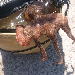 マダコ
