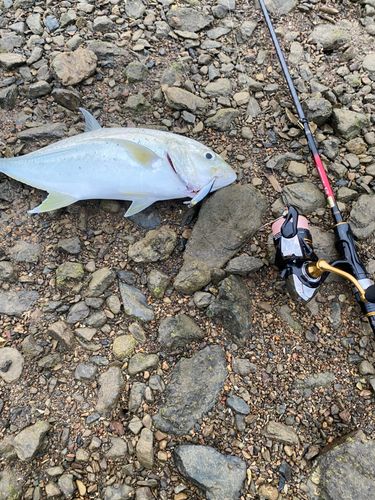 オニヒラアジの釣果